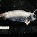 Image of Big-scaled black smelt