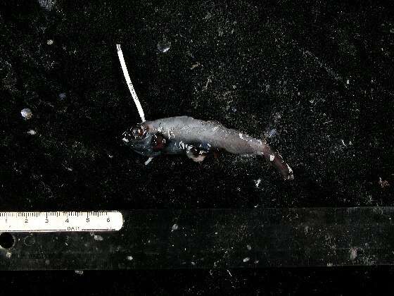 Image of Protacanthopterygii