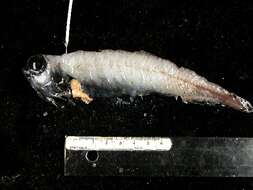 Image of Big-scaled black smelt