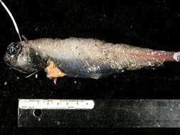 Image of Big-scaled black smelt