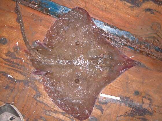 Image of Longnose Skate