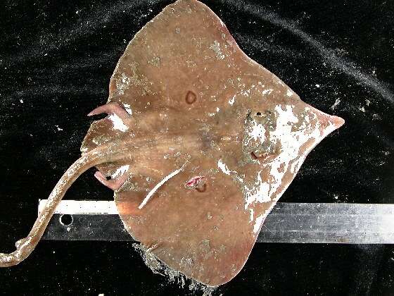 Image of Longnose Skate