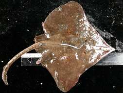 Image of Longnose Skate