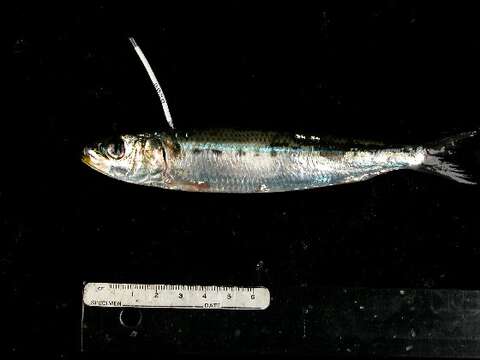 Image of Sardinops