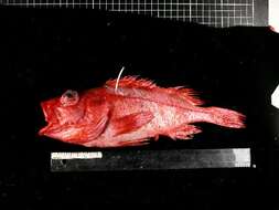 Image of Aurora rockfish