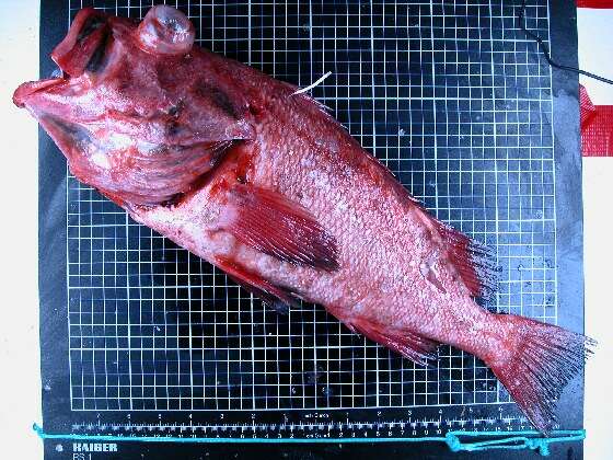 Image of Blackspotted rockfish