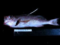 Image of Redstripe rockfish