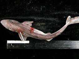 Image of North Pacific Spiny Dogfish