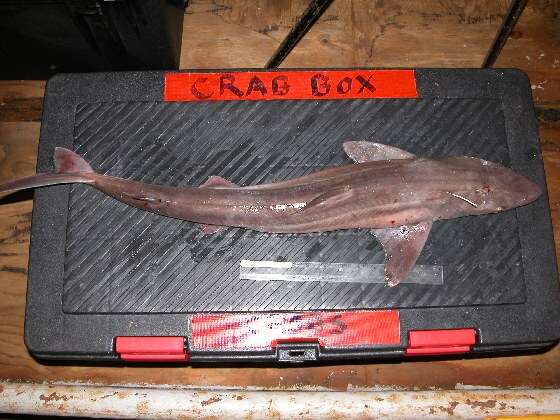 Image of North Pacific Spiny Dogfish