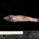 Image of Pinpoint lampfish