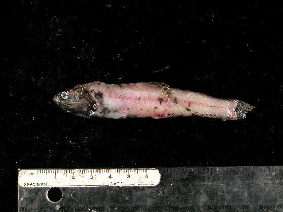Image of Pinpoint lampfish