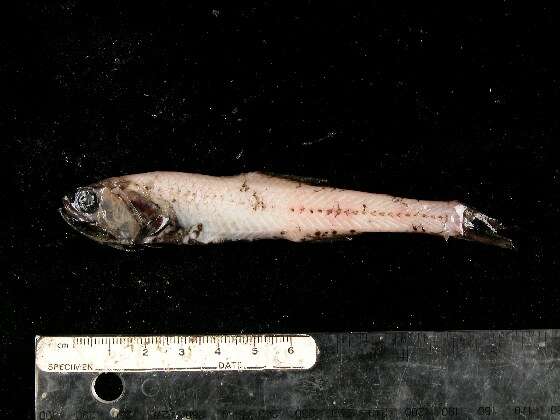 Image of Garnet lampfish