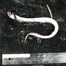 Image of Arrow dragonfish