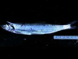 صورة Thaleichthys