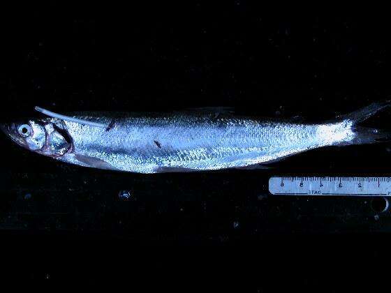 صورة Thaleichthys