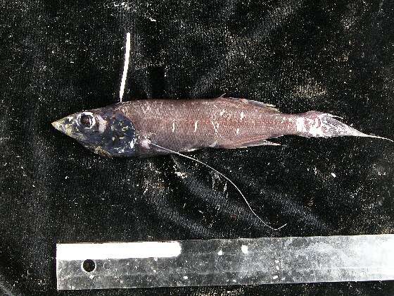 Image of Threadfin slickhead