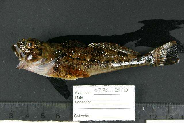 Image of sculpins