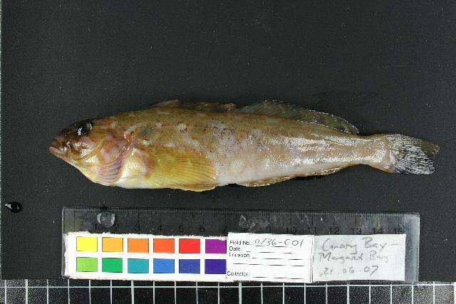 Image of Greenling