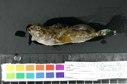 Image of Padded sculpin