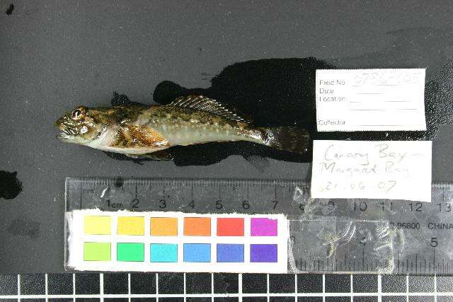 Image of Padded sculpin