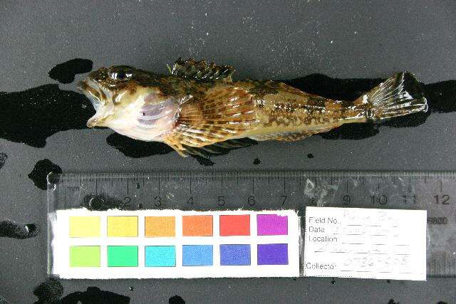 Image of Padded sculpin