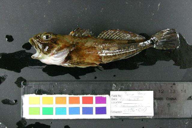 Image of Padded sculpin