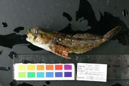 Image of Padded sculpin