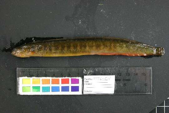 Image of Bracketed blenny