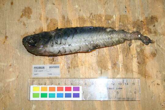 Image of Pacific black smelt
