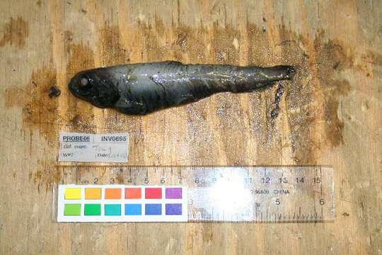 Image of Pacific black smelt
