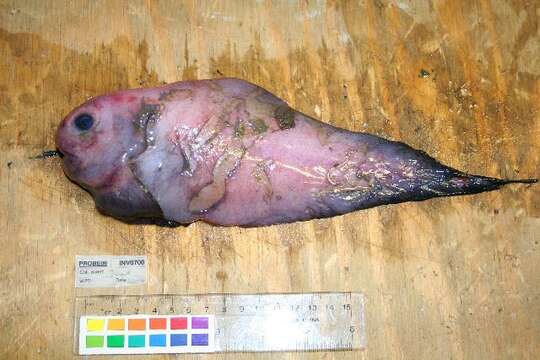 Image of Emarginate snailfish