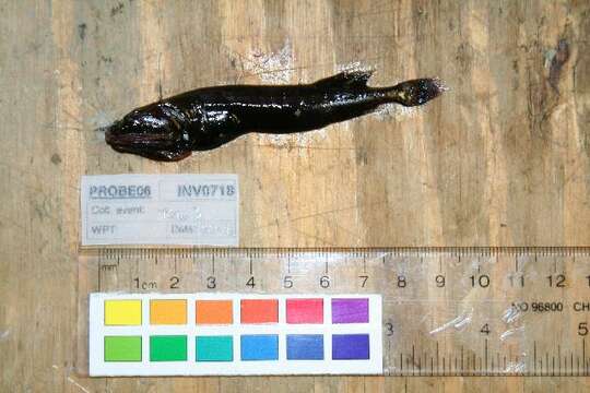 Image of Flabby whalefish