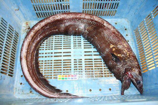 Image of Shortdorsal cutthroat eel