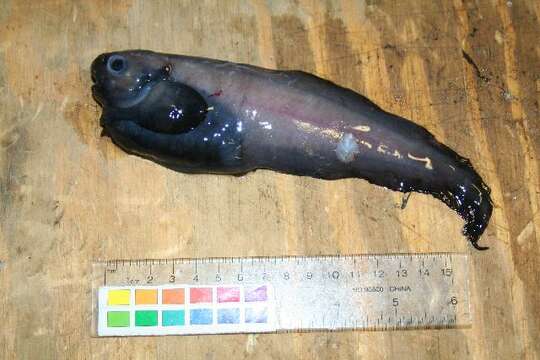 Image of Toothless snailfish
