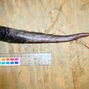 Image of Zenkevitch's cusk-eel