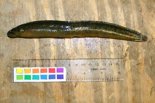 Image of Rock blenny