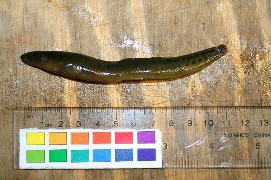 Image of Rock blenny