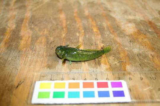 Image of Tidepool sculpin