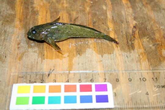 Image of Tidepool sculpin