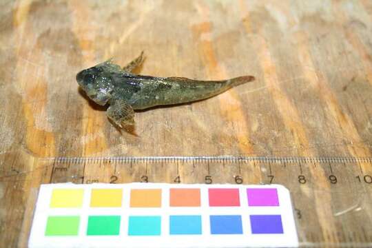 Image of Tidepool sculpin