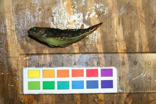 Image of Tidepool sculpin