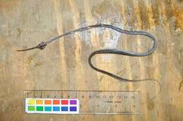 Image of Pale snipe eel