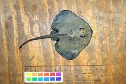 Image of Roughtail skate