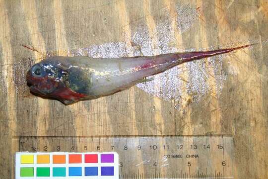 Image of Falcate snailfish