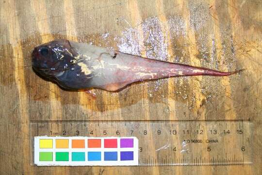 Image of Falcate snailfish