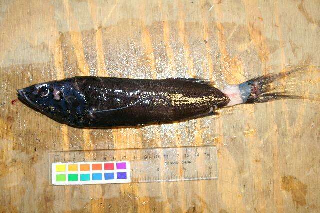 Image of Threadfin slickhead