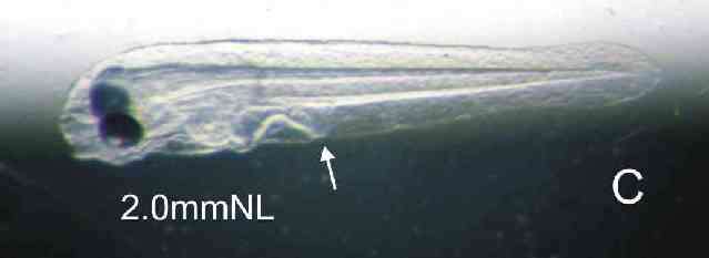 Image of Long-fingered scorpionfish