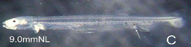 Image of Glassnosed anchovy