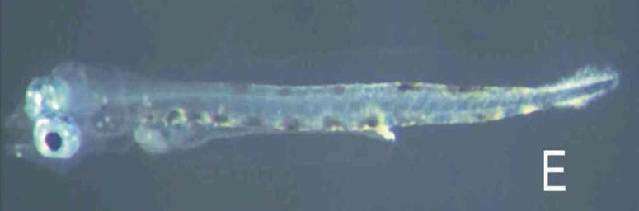 Image of Yellowtail barracuda