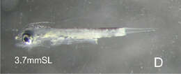 Image of Allied Kingfish